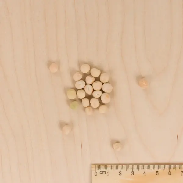 Légumes Secs - Pois Mangetout Normand - 20 m - MEDIA_3D